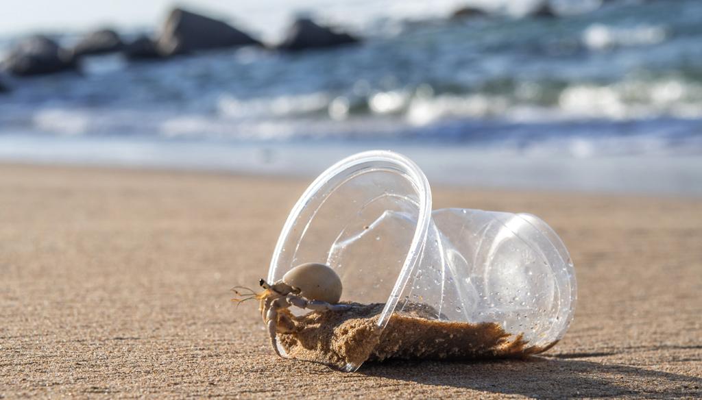 Hermit Crab Hermit Crab