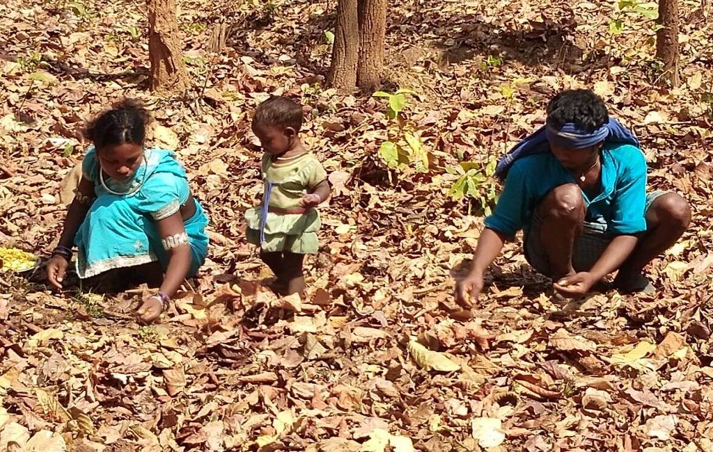 कोंडागांव में वन उपज संग्रहित करता परिवार। फोटो: मनीष मिश्र कोंडागांव में वन उपज संग्रहित करता परिवार। फोटो: मनीष मिश्र