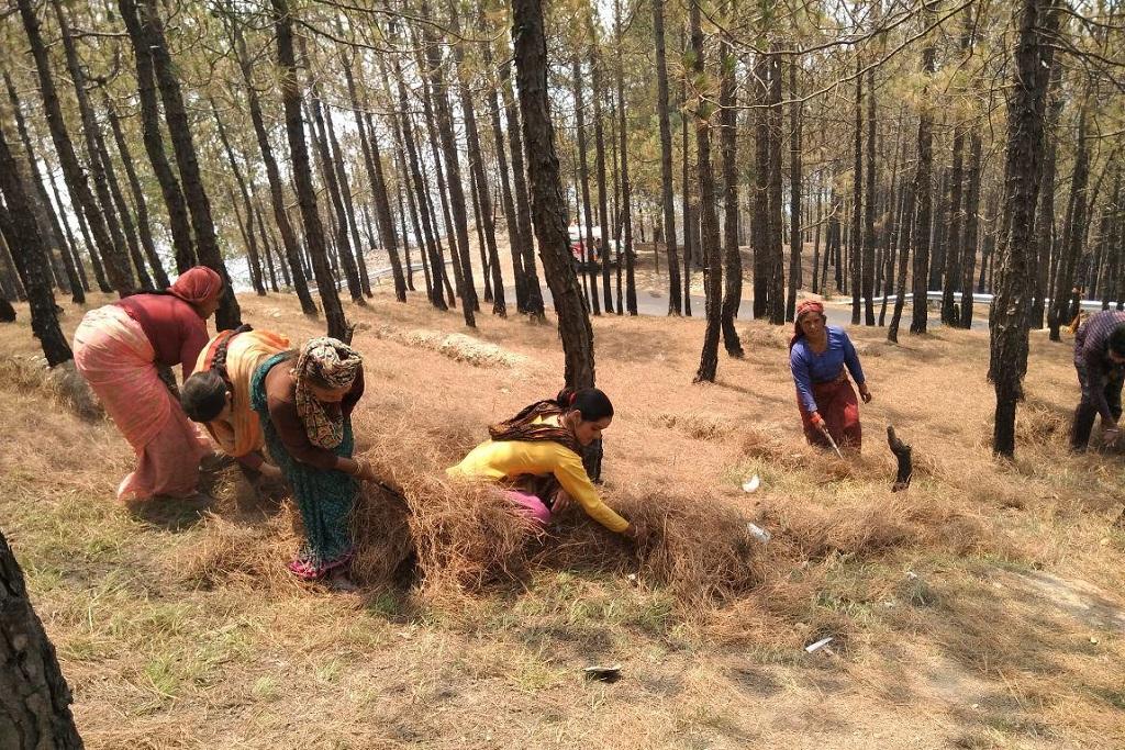 उत्तराखंड, टिहरी के जंगल से सूखी पत्तियां उठाते लोग। फोटो: वर्षा सिंह उत्तराखंड, टिहरी के जंगल से सूखी पत्तियां उठाते लोग। फोटो: वर्षा सिंह