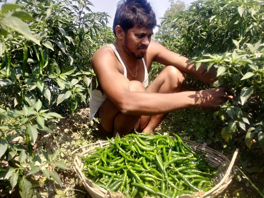 खेत में मिर्च तोड़ रहे यूपी के बाराबंकी जिले के किसान गौरव मौर्या। फोटो: रणविजय सिंह खेत में मिर्च तोड़ रहे यूपी के बाराबंकी जिले के किसान गौरव मौर्या। फोटो: रणविजय सिंह