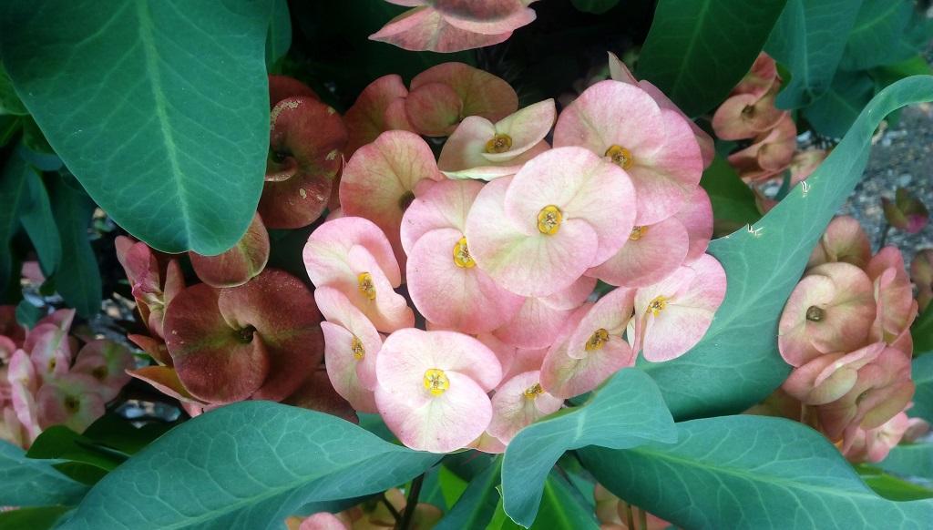 Euphorbia_milii (Photo: Varsha Singh)