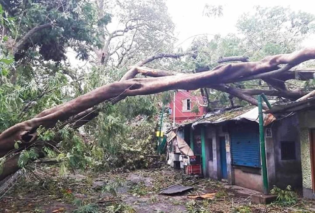 अंफान चक्रवात की वजह से सागर द्वीप में गिरा पेड़। फोटो: उमेश कुमार राय अंफान चक्रवात की वजह से सागर द्वीप में गिरा पेड़। फोटो: उमेश कुमार राय