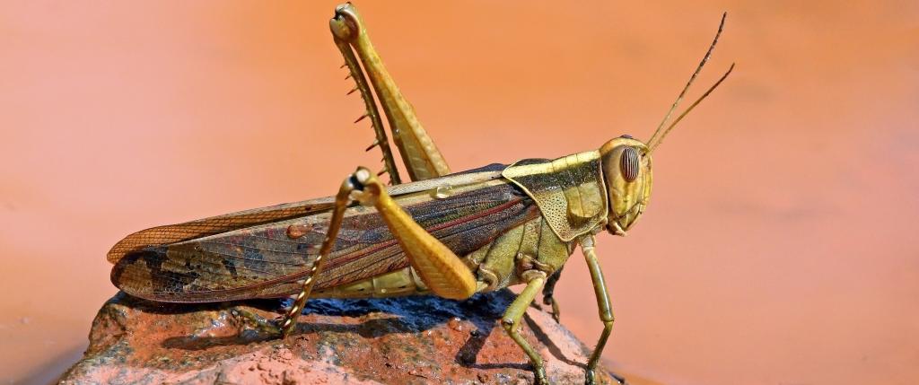 Desert locusts have hit least 40 out of 55 districts of Madhya Pradesh. Photo: Wikipedia 