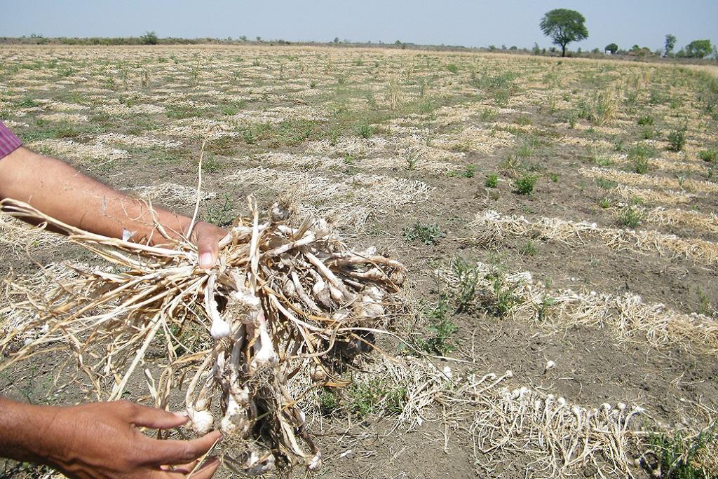 ओलावृष्टि की वजह से लहसुन की फसल को हुए नुकसान को दिखाता एक किसान। फाइल फोटो: कुंदन पांडेय ओलावृष्टि की वजह से लहसुन की फसल को हुए नुकसान को दिखाता एक किसान। फाइल फोटो: कुंदन पांडेय