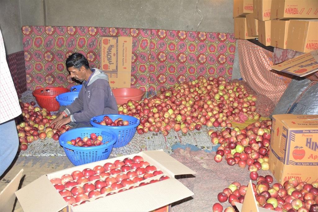 सेब तोड़ने के बाद उसकी ग्रेडिंग में लगा मजदूर। फोटो: रोहित पराशर सेब तोड़ने के बाद उसकी ग्रेडिंग में लगा मजदूर। फोटो: रोहित पराशर