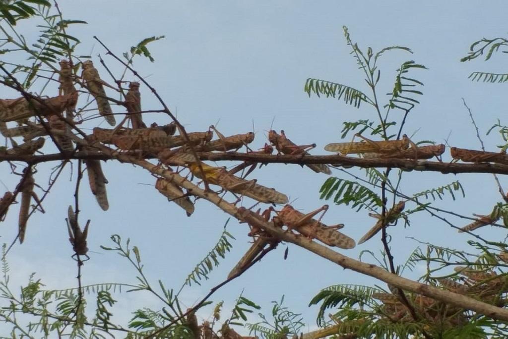 भोपाल में टिड्डी दल के हमले से पेड़-पौधों को काफी नुकसान हुआ। फोटो: मनीष चंद्र मिश्र भोपाल में टिड्डी दल के हमले से पेड़-पौधों को काफी नुकसान हुआ। फोटो: मनीष चंद्र मिश्र