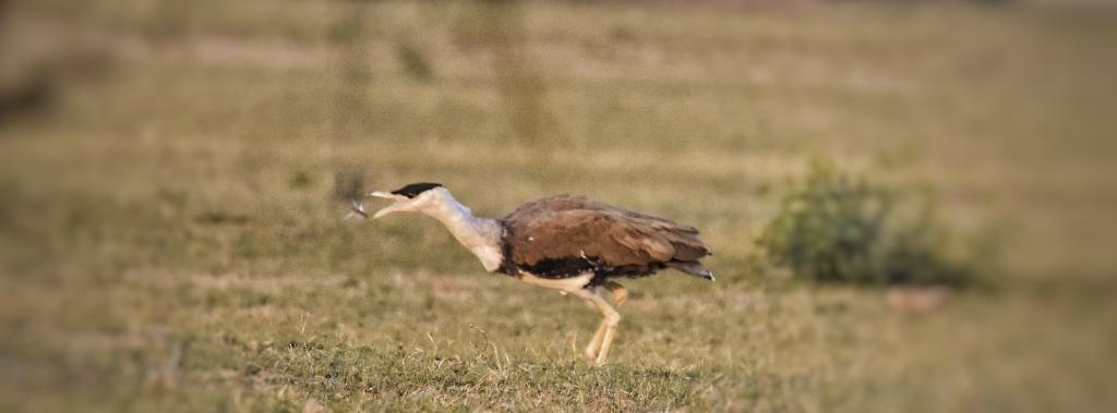 Photo: Radheshyam Pemani Bishnoi/ERDS Foundation Photo: Radheshyam Pemani Bishnoi/ERDS Foundation