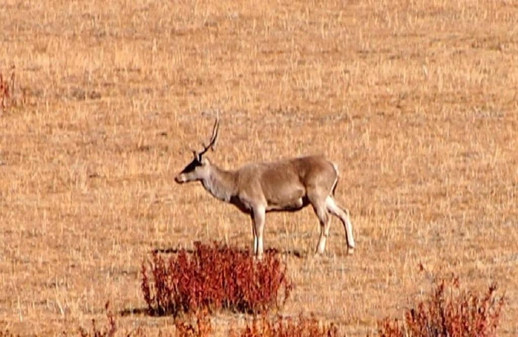 Photo: wikimedia commons Photo: wikimedia commons
