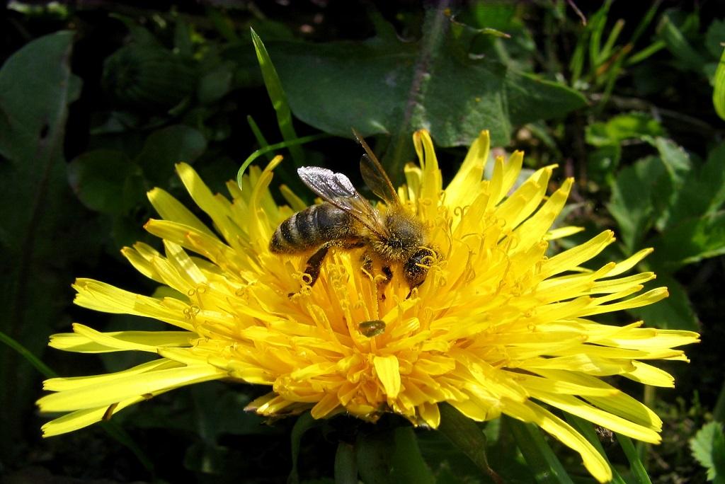 Pollinator week Pollinator week