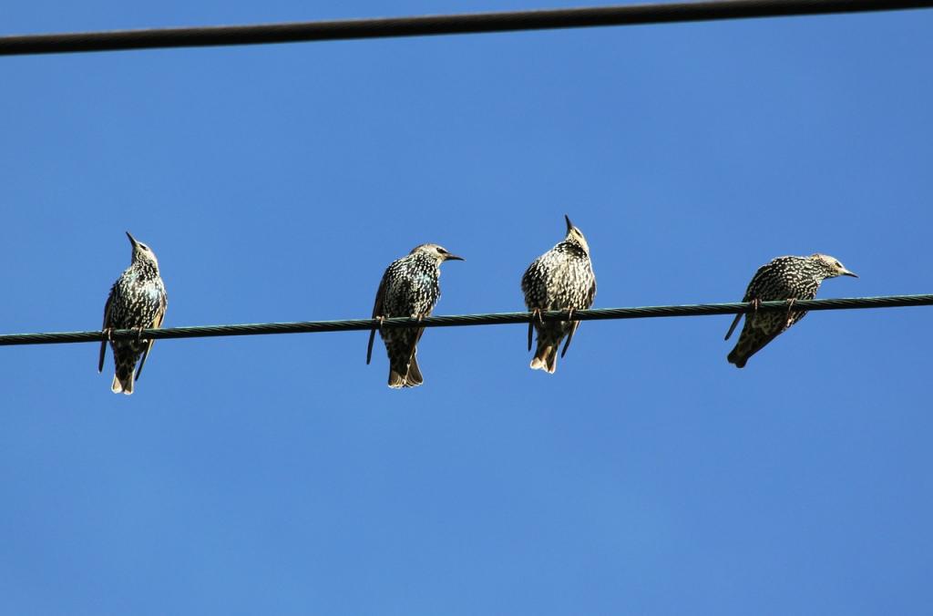 Birds on power lines Birds on power lines