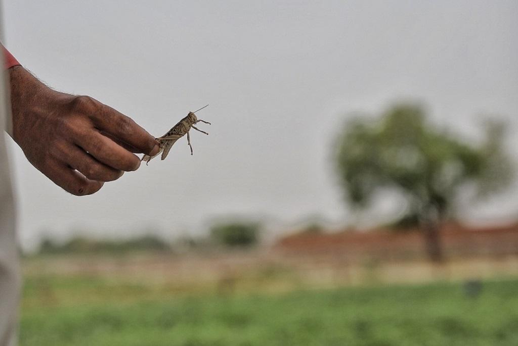 Locusts attack Locusts attack