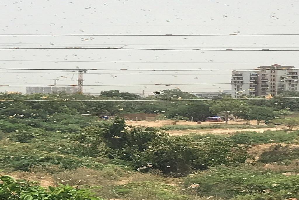 दिल्ली से सटे ग्रीन फील्ड कॉलोनी में पहुंचा टिडि्डयों का दल। फोटो स्निग्धा दास दिल्ली से सटे ग्रीन फील्ड कॉलोनी में पहुंचा टिडि्डयों का दल। फोटो स्निग्धा दास