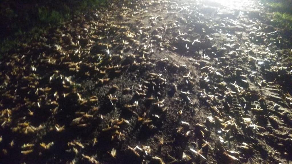 Locust attack in Uttar Pradesh Locust attack in Uttar Pradesh