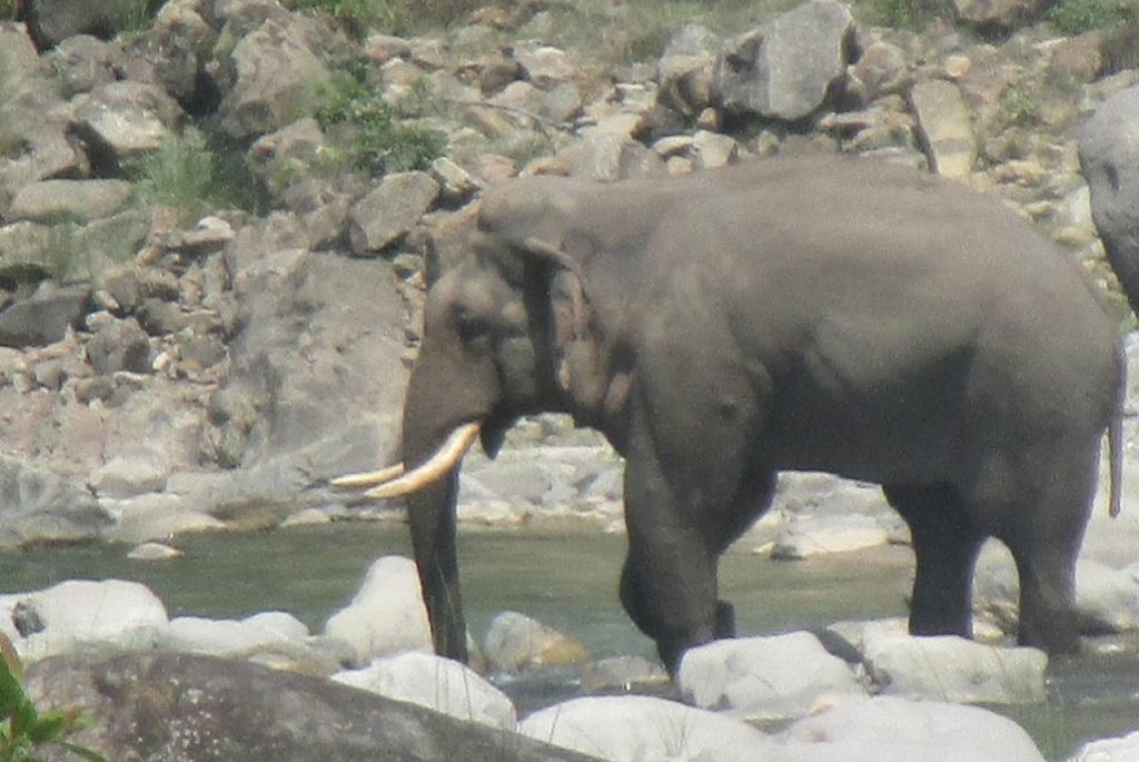 उत्तराखंड के तराई वृत्त में हाथियों का काफिला। फोटो: वर्षा सिंह उत्तराखंड के तराई वृत्त में हाथियों का काफिला। फोटो: वर्षा सिंह