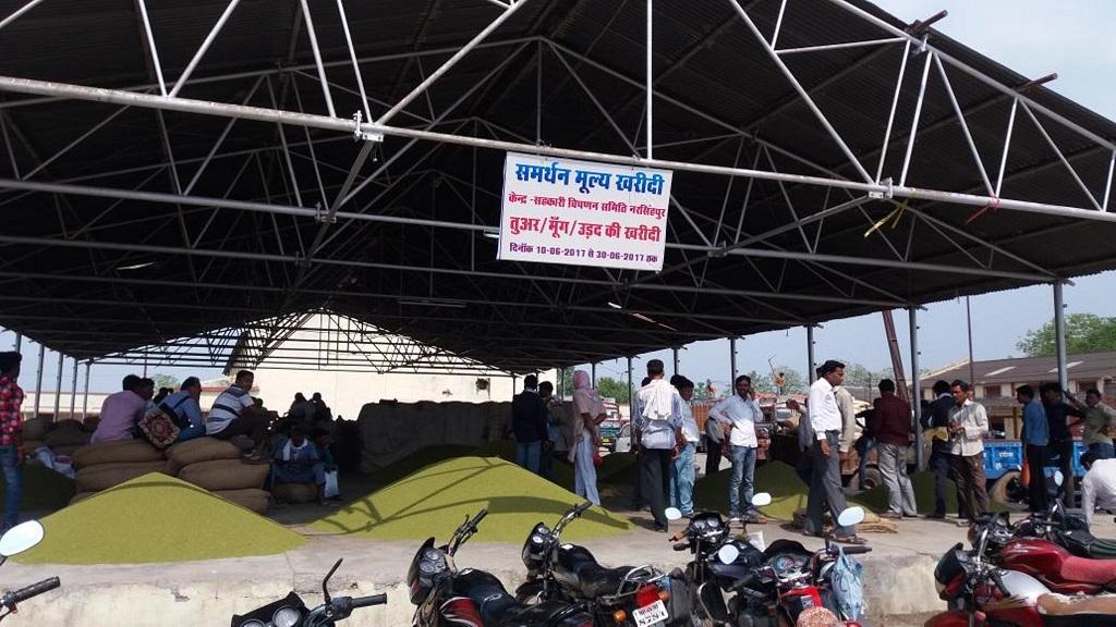 पिछल कई वर्षों से मध्यप्रदेश में मूंग खरीदी समर्थन मूल्य पर होती रही है। फाइल फोटो: मनीष चंद्र मिश्र पिछल कई वर्षों से मध्यप्रदेश में मूंग खरीदी समर्थन मूल्य पर होती रही है। फाइल फोटो: मनीष चंद्र मिश्र