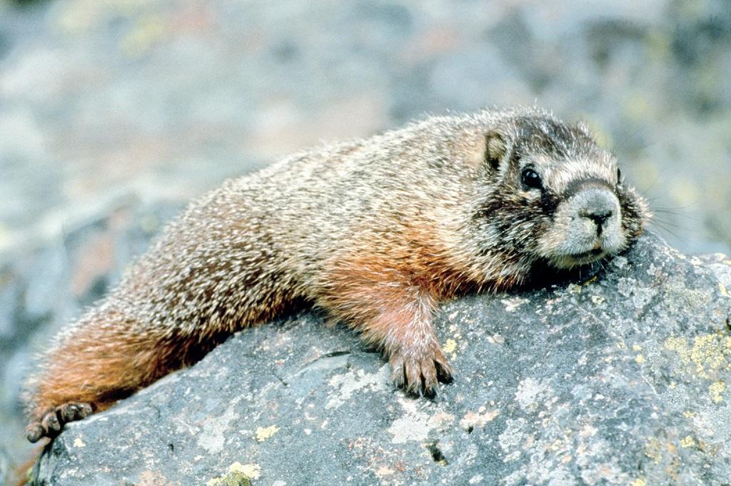 Marmot Marmot