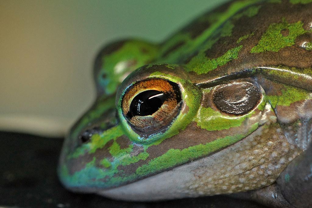 Frog and light pollution Frog and light pollution