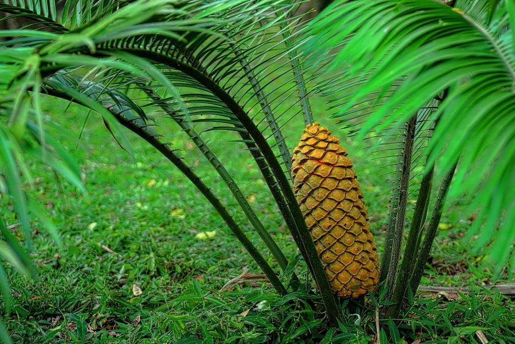 Cycad Plant Cycad Plant