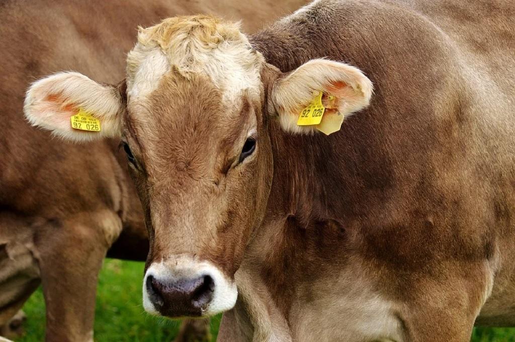 Cattle Cattle
