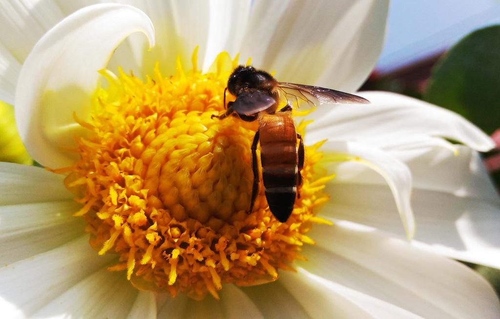 honey bees honey bees