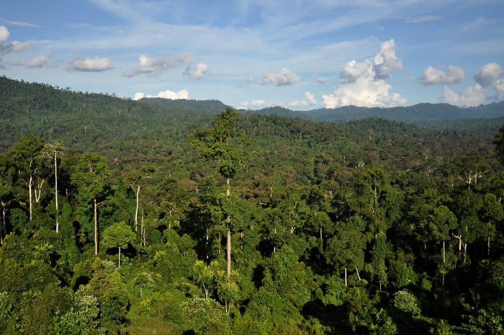 Tropical forest Tropical forest