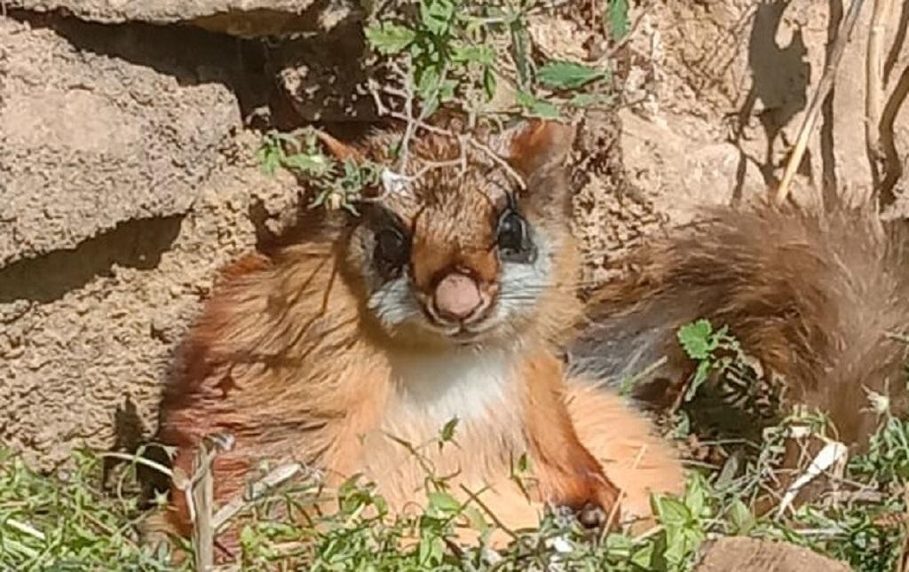 उत्तराखंड की उड़न गिलहरी उत्तराखंड की उड़न गिलहरी