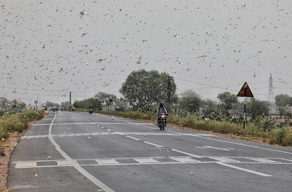 Over 200,000 ha crops lost to locust attacks since 2019. Photo: Vikas Choudhary Over 200,000 ha crops lost to locust attacks since 2019. Photo: Vikas Choudhary