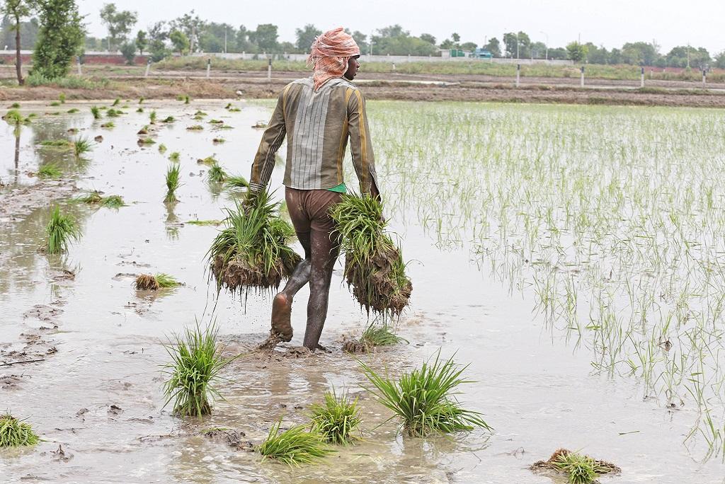 फोटो: विकास चौधरी फोटो: विकास चौधरी