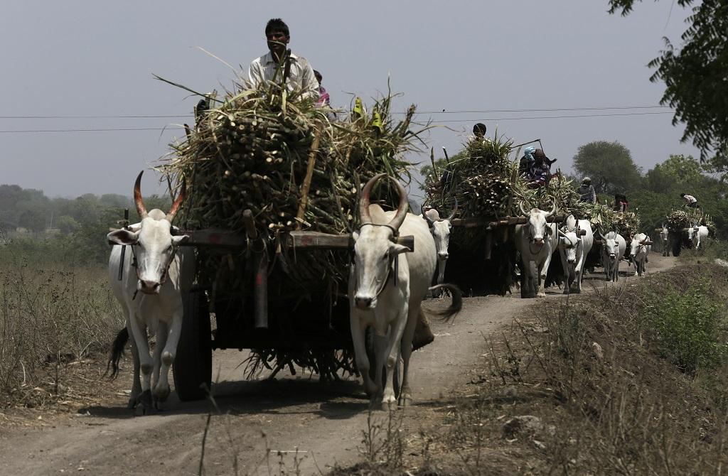 संसद में दी गई जानकारी के मुताबिक, चीनी मिलों पर उत्तर प्रदेश के किसानों का सबसे अधिक बकाया है। फोटो: विकास चौधरी संसद में दी गई जानकारी के मुताबिक, चीनी मिलों पर उत्तर प्रदेश के किसानों का सबसे अधिक बकाया है। फोटो: विकास चौधरी