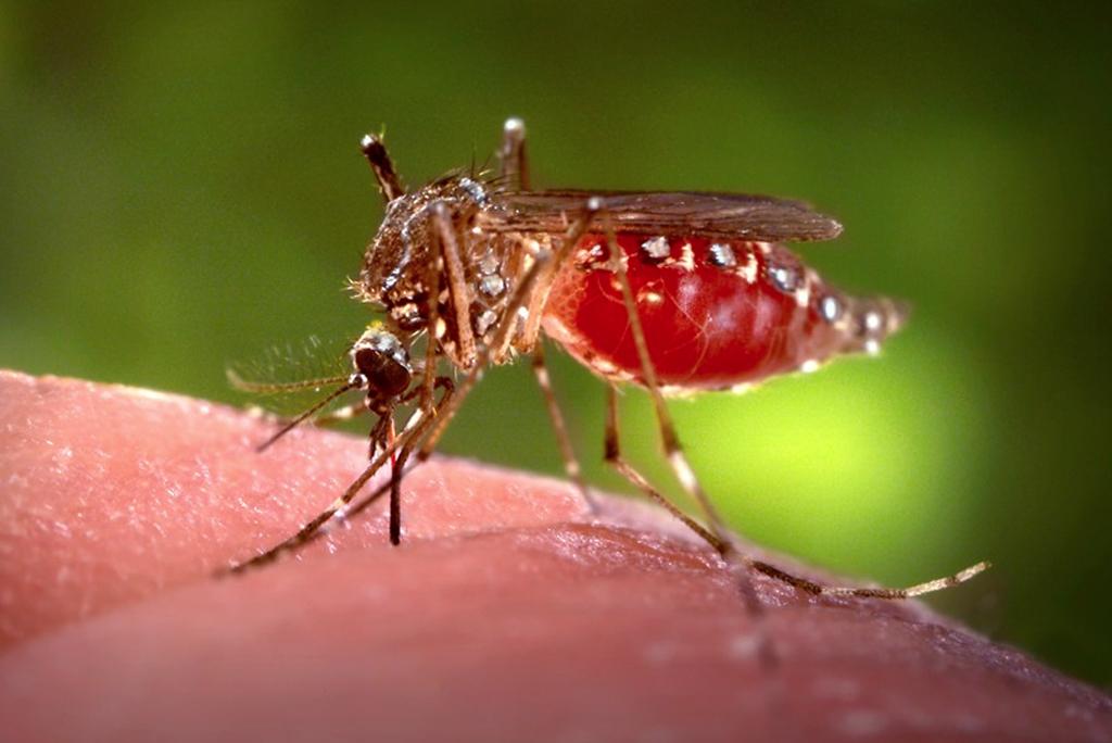 Light pollution at night is making aggressive behavior of Aedes aegypti mosquitoes Light pollution at night is making aggressive behavior of Aedes aegypti mosquitoes