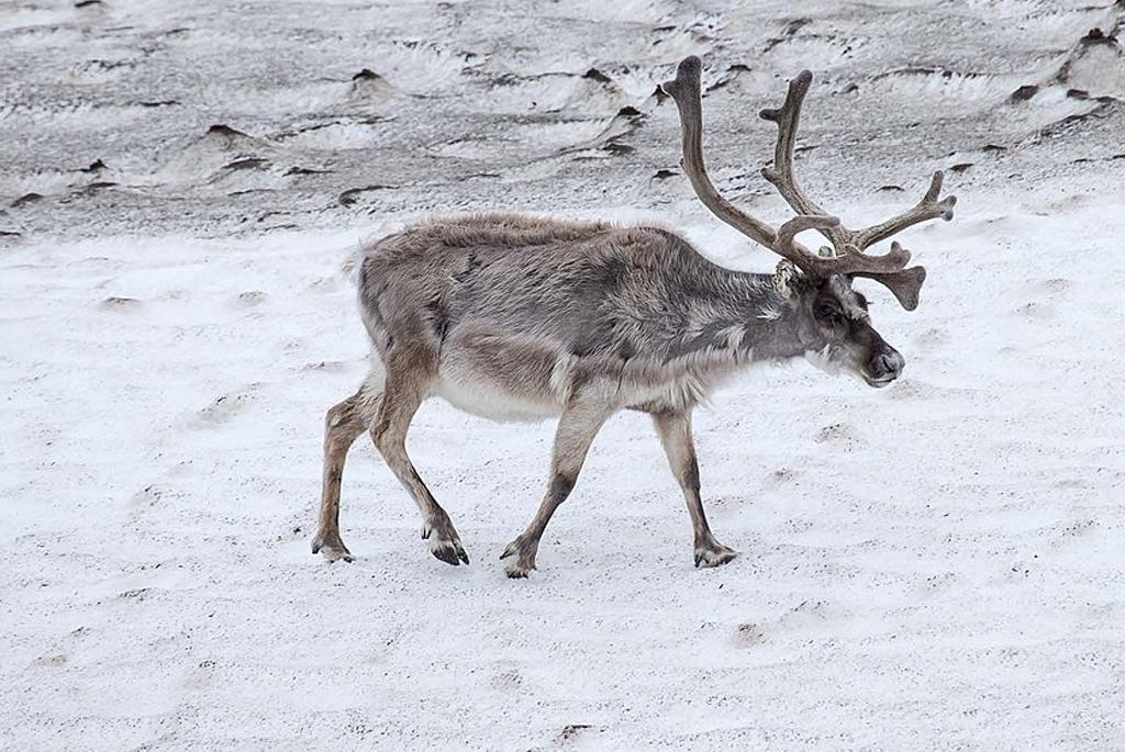 Movement of animals, and their behavior is changing Movement of animals, and their behavior is changing