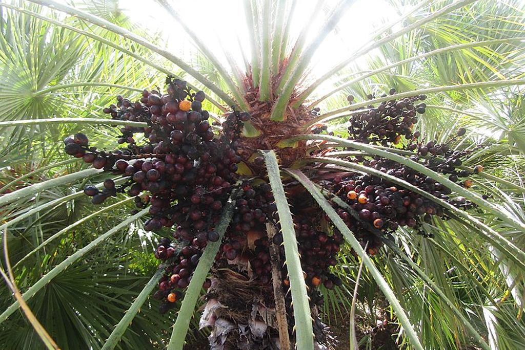 Smelting plastic made from palm oil waste Smelting plastic made from palm oil waste