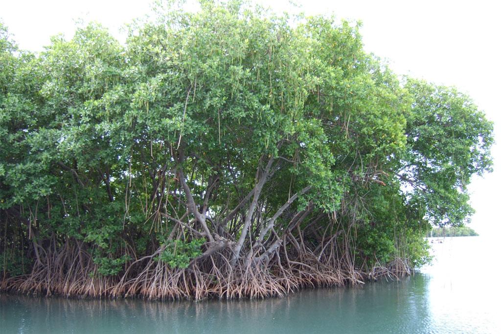 Mangrove forests are suffering damage, rising sea level and people are responsible Mangrove forests are suffering damage, rising sea level and people are responsible