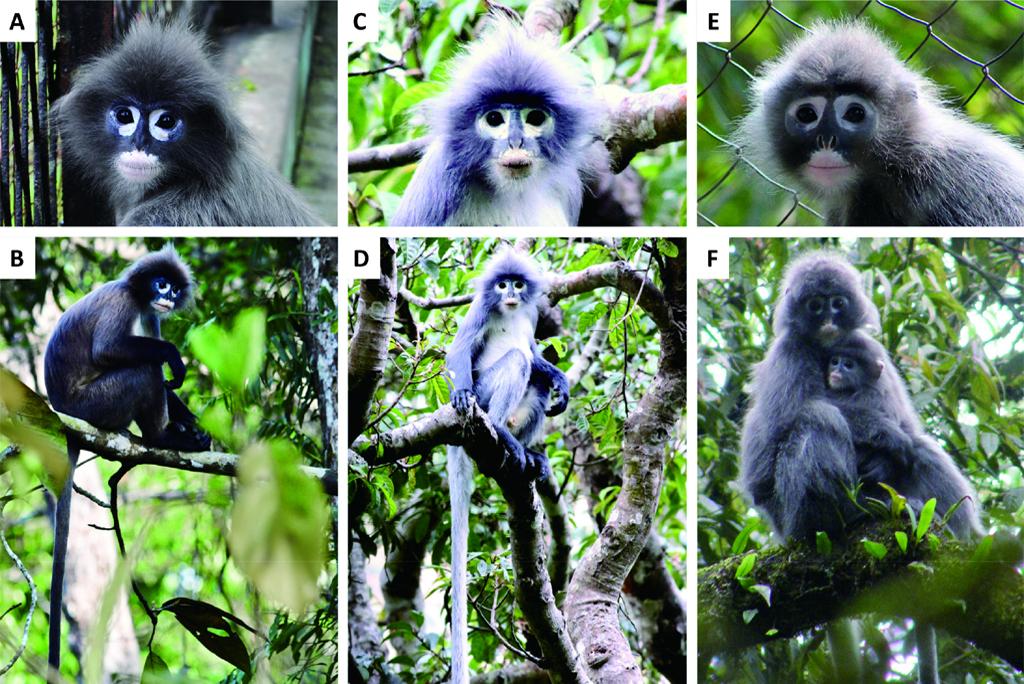 New primate facing extinction discovered New primate facing extinction discovered