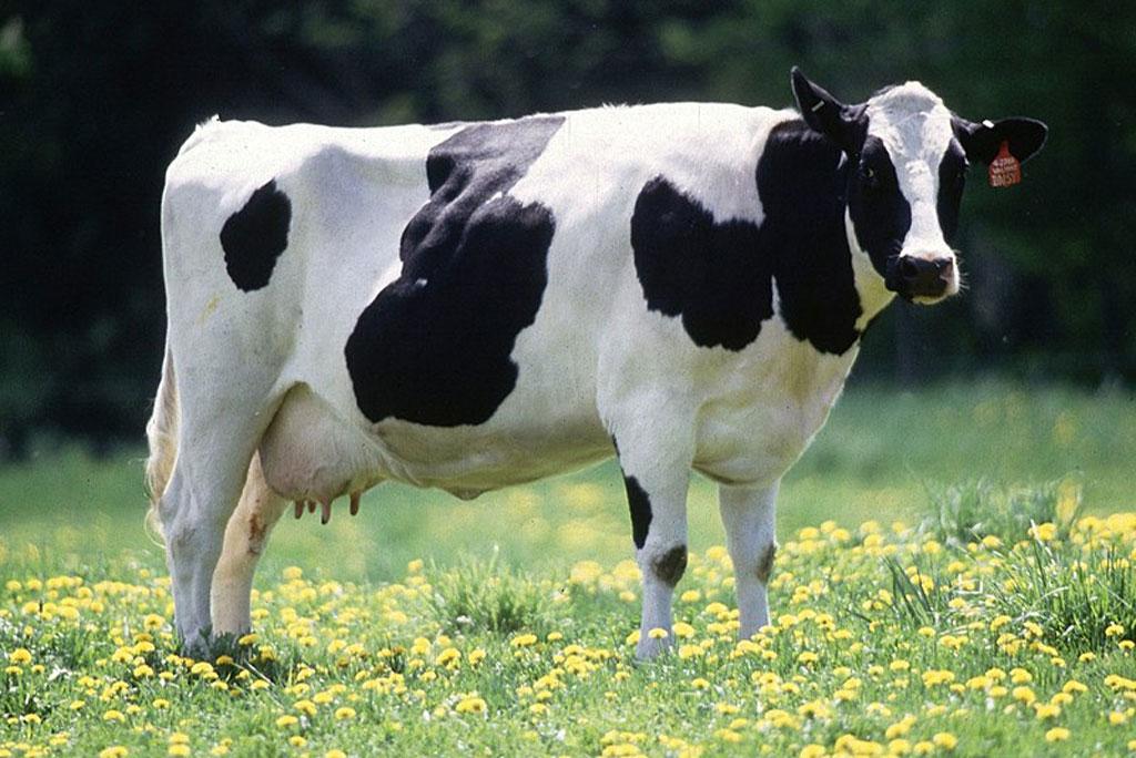 Cows are not being affected due to exposure to heavy metal pollution Cows are not being affected due to exposure to heavy metal pollution