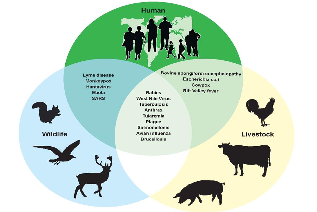 zoonotic disease-Covid-19 zoonotic disease-Covid-19
