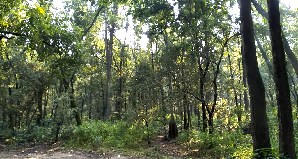 उत्तराखंड की राजधानी देहरादून से सटे थानो का जंगल। फोटो: वर्षा सिंह उत्तराखंड की राजधानी देहरादून से सटे थानो का जंगल। फोटो: वर्षा सिंह