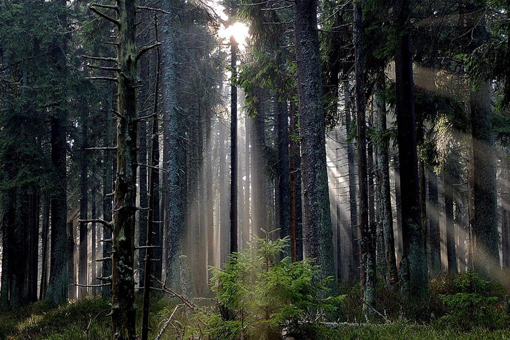 The cost of planting trees and protecting trees is coming in the way of fighting climate change The cost of planting trees and protecting trees is coming in the way of fighting climate change