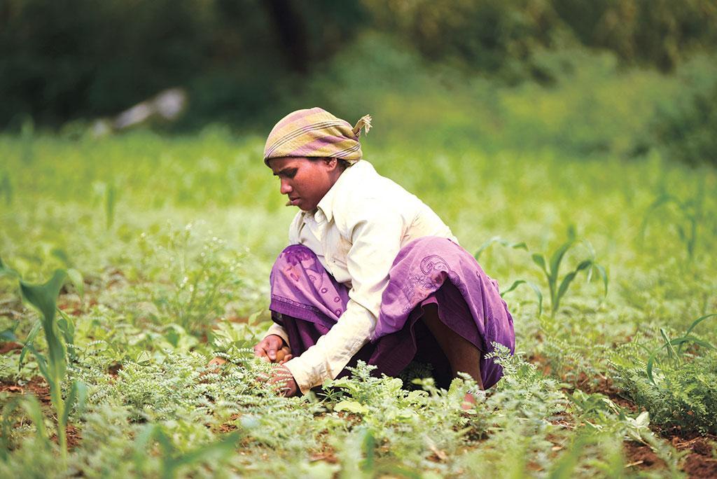 organic farming organic farming