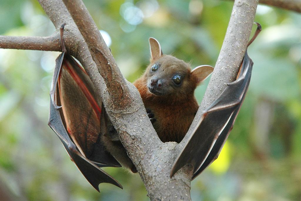 Combining poisonous pollutants and infections responsible for declining wildlife population Combining poisonous pollutants and infections responsible for declining wildlife population