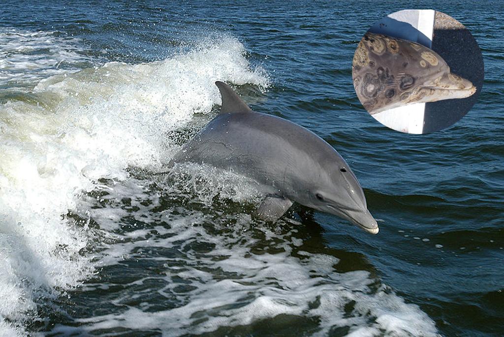 70% of dolphin skin disease: climate change is responsible 70% of dolphin skin disease: climate change is responsible