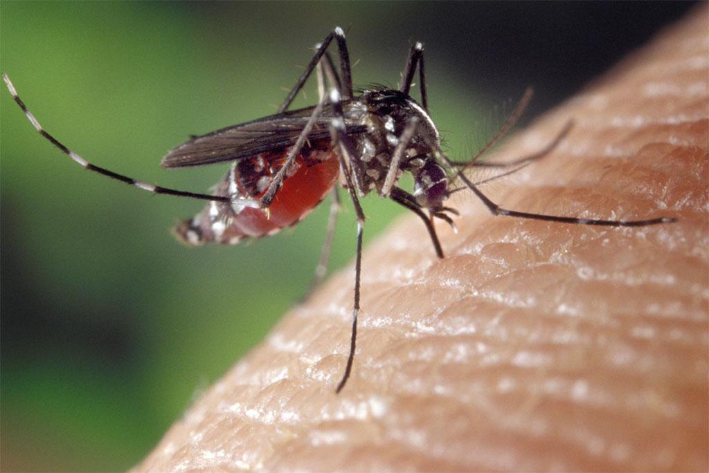 female Aedes albopictus mosquito female Aedes albopictus mosquito