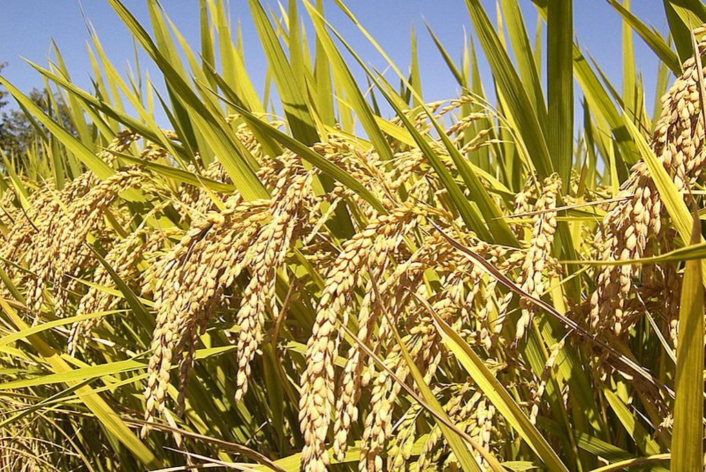 Scientists have identified a bacterium that protects paddy plants from diseases Scientists have identified a bacterium that protects paddy plants from diseases