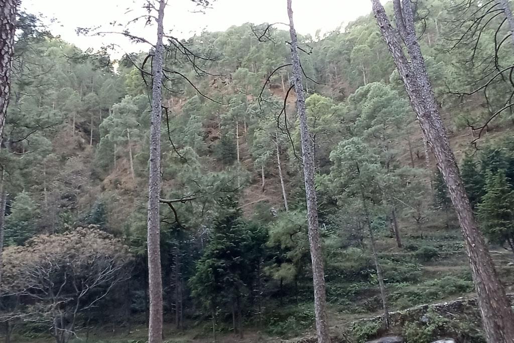 In 2050, forests will be released instead of absorbing carbon dioxide In 2050, forests will be released instead of absorbing carbon dioxide