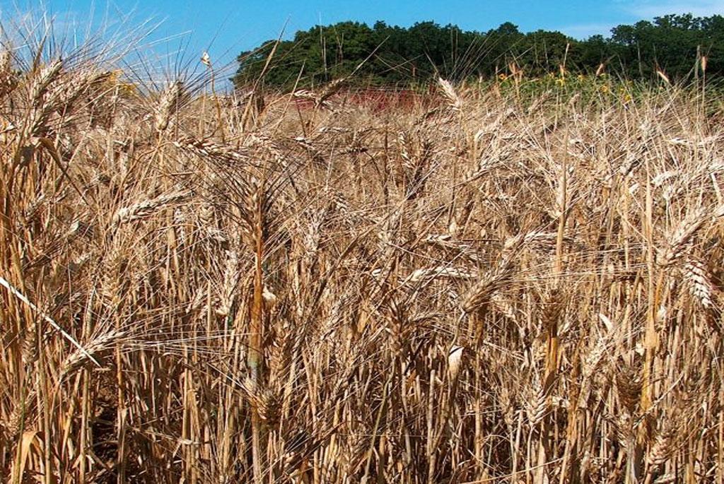 New biodegradable polyurethane foam made from wheat straw New biodegradable polyurethane foam made from wheat straw