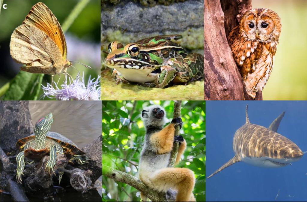 Human activities force animals to move from their habitat up to 70% Human activities force animals to move from their habitat up to 70%