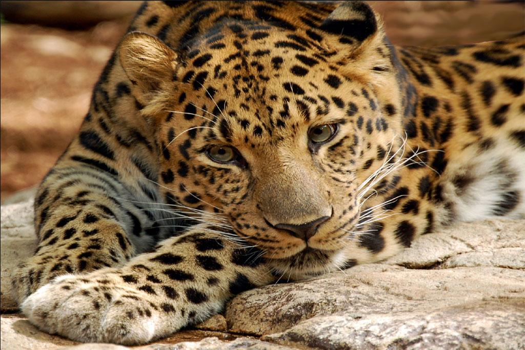 Man-made borders and climate change threatens wildlife Man-made borders and climate change threatens wildlife