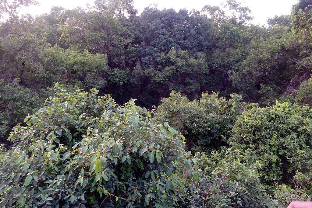Deforestation in protected areas decreases by 41 per cent: research Deforestation in protected areas decreases by 41 per cent: research