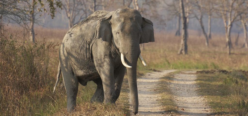 Six elephants die of haemorrhagic septicaemia in a ...