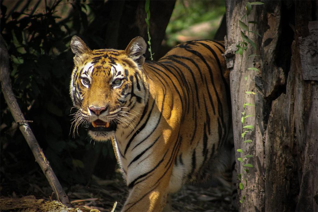 Genomics can play an important role in tiger conservation: Research Genomics can play an important role in tiger conservation: Research